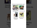 Going to a dog park starter pack