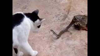 Gato Vs Cobra Sapo Comendo