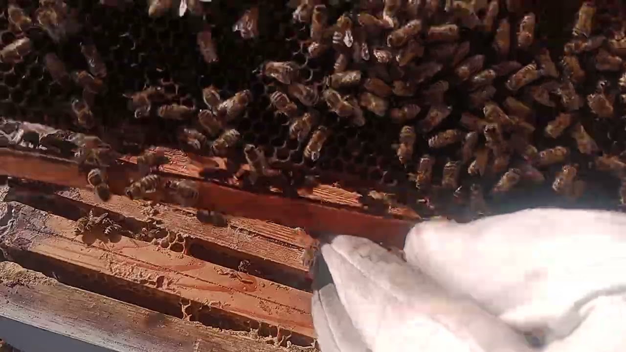 Przegląd rodziny pszczelej 28 luty 2026r.