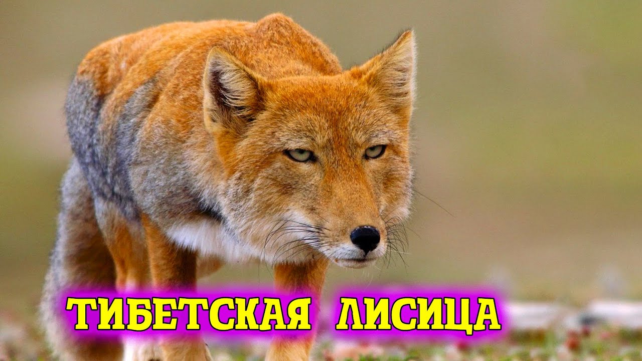 Волшебный мир тибетской лисицы Загадочный охотник высокогорий