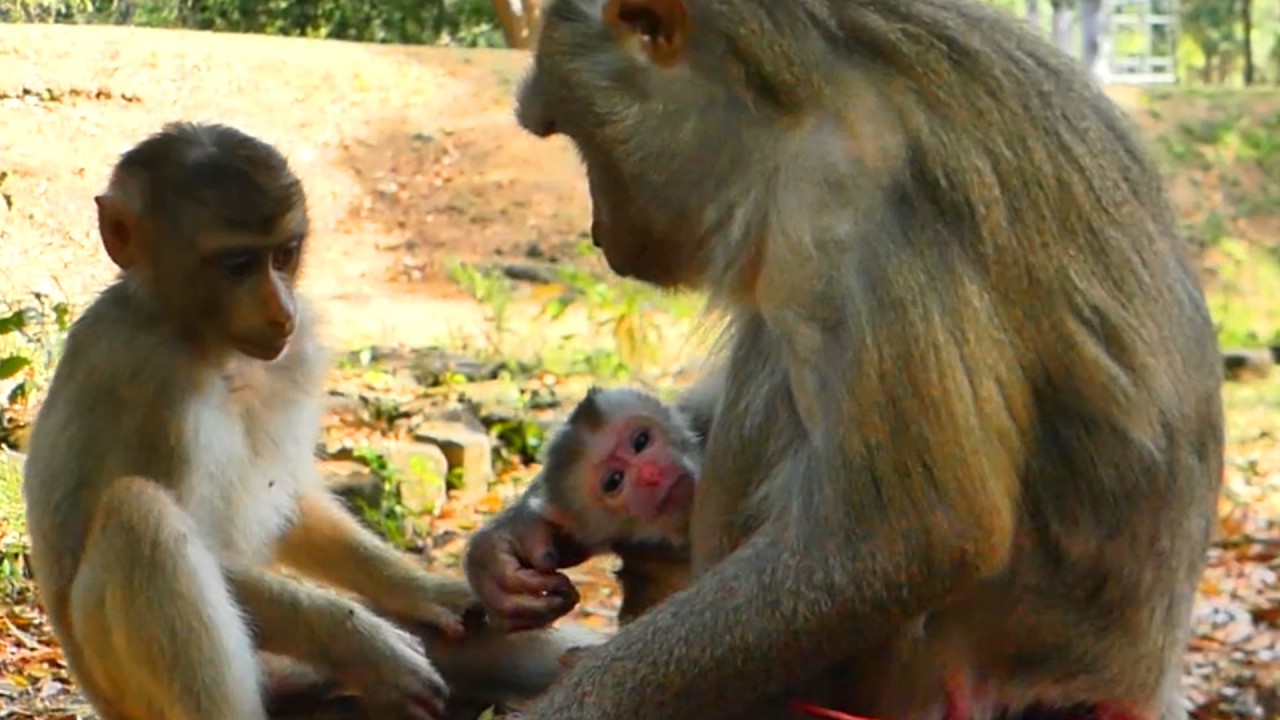 Adorable Sibling Love! Lily, Leo & Rainbow happy and Curious to see their newborn brother. 🐒💕