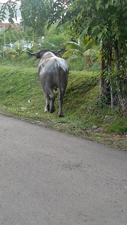 Let's go field #kerbau #buffalo #animals #hewan