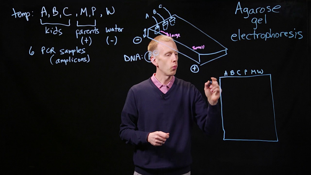 Agarose Gel Electrophoresis