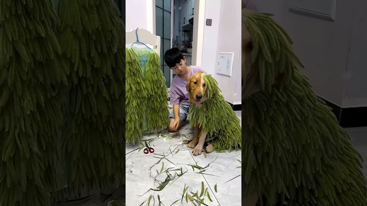 why does this boy do this #shorts #short #trending #viralshorts #facts #reels