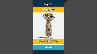 🇬🇧🇯🇵 meerkat - ミーアキャット : learn English : 英語を学ぼう