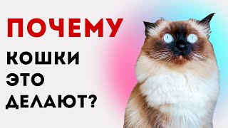 СТРАННЫЕ ПОСТУПКИ КОШЕК  почему они это делают?