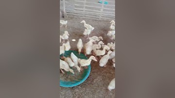 Survey kandang bebek