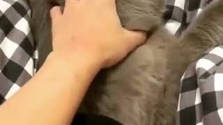 Приколы про котов. Котики приколы. Подборка приколов про котов #37 Приколы про котов. Котики приколы. Подборка приколов про котов #37