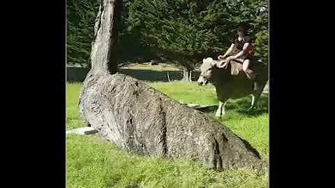 This-Cow-Thinks-Its-a-Horse