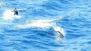 AOMORI Dolphin Watching on Mutsu Bay イルカウォッチング陸奥湾