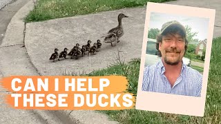 ? Can I help these ducks ???????