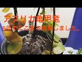 亀甲竜　 Dioscorea elephantipes を5年育てると、、、、。