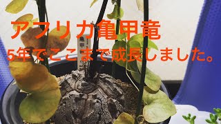 亀甲竜　 Dioscorea elephantipes を5年育てると、、、、。