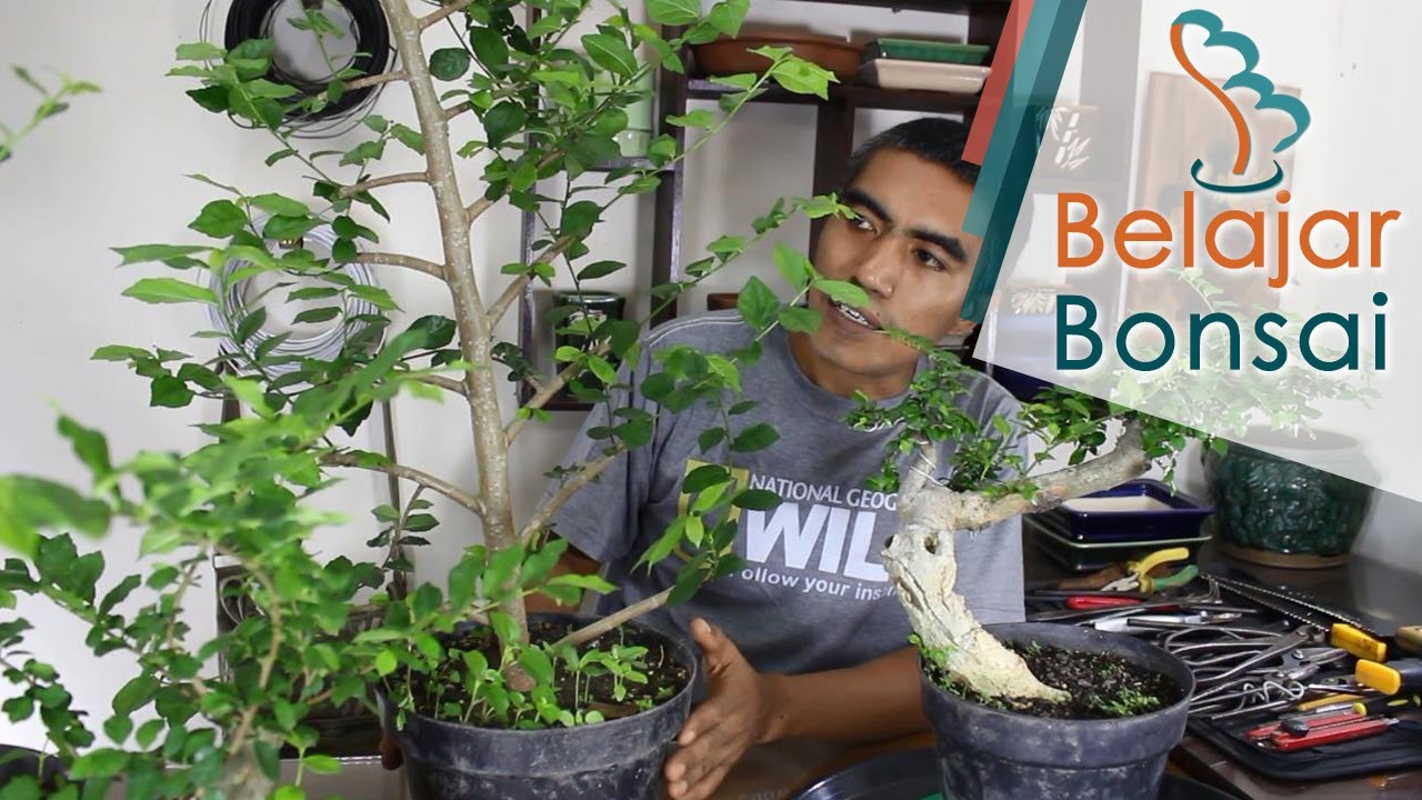 Bonsai Serut Streblus Asper Cara Budidaya Dan Perawatan Bonsai Menanam Hobi