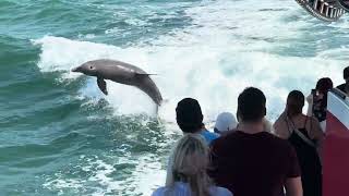 Lil Toot II Out of Clearwater Beach 5pm Dolphin Excursion and Sightings