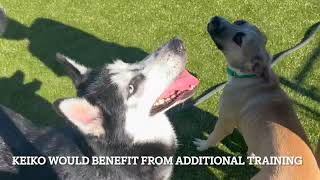 Meet Keiko a Siberian Husky currently available for adoption! 9/20/2024 4:25:12 PM