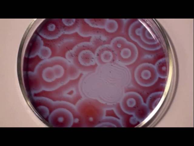 【暇つぶし】驚異の化学反応が凄すぎ!!面白いを通り越して恐怖さえ感じる
