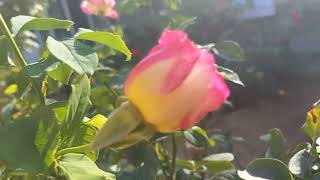 картинка: 5 ОКТЯБРЬ ДУШАНБА КУНИ ЧОРСУДА УЧРАШАМИЗ💜❤️💜❤️🩷🧡🩷🧡💜❤️🩷🧡
