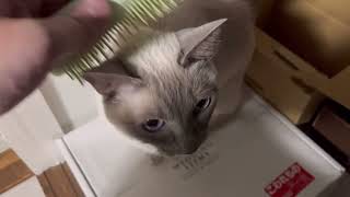 【tonkinese】cat loves matt トンキニーズ