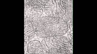 Nature Communications : Trans-mitochondrial coordination of cristae at regulated membrane junctions