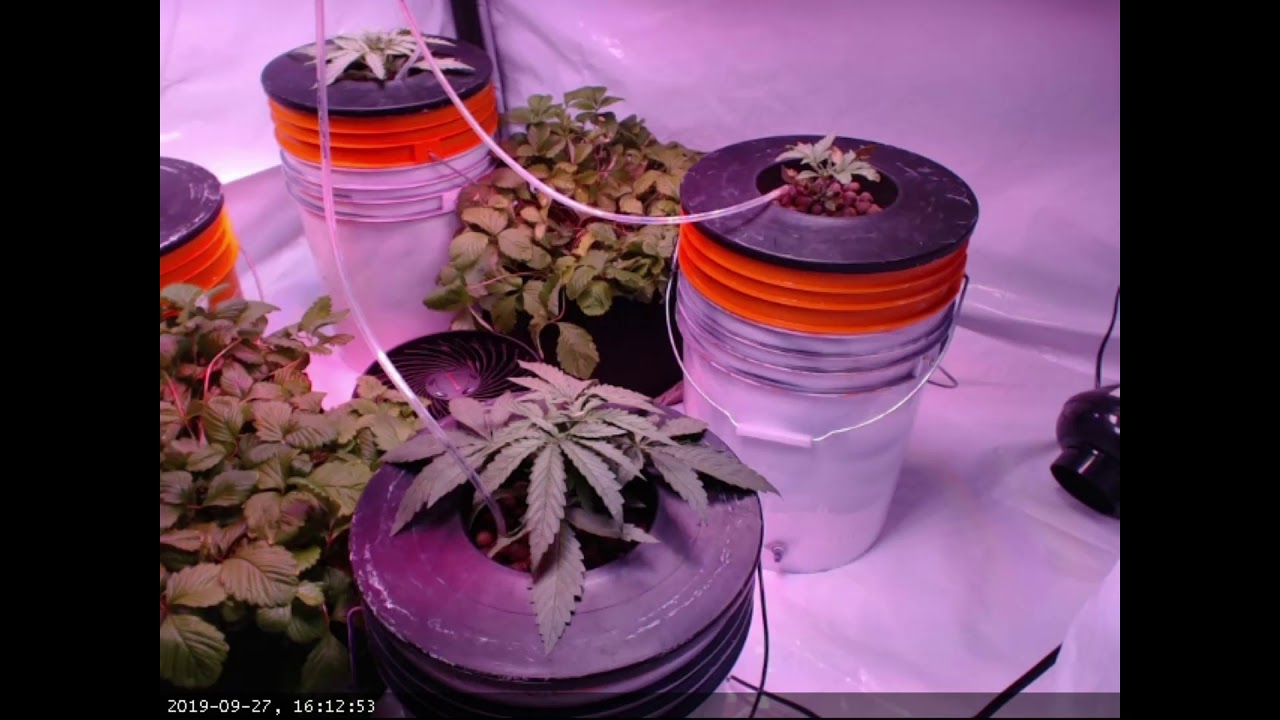 Cannabis Time Lapse Attempt 1