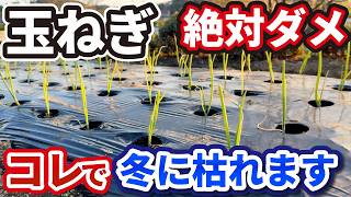 【玉ねぎ栽培】初心者がついやってします作業は、玉ねぎを枯らします【３つ】