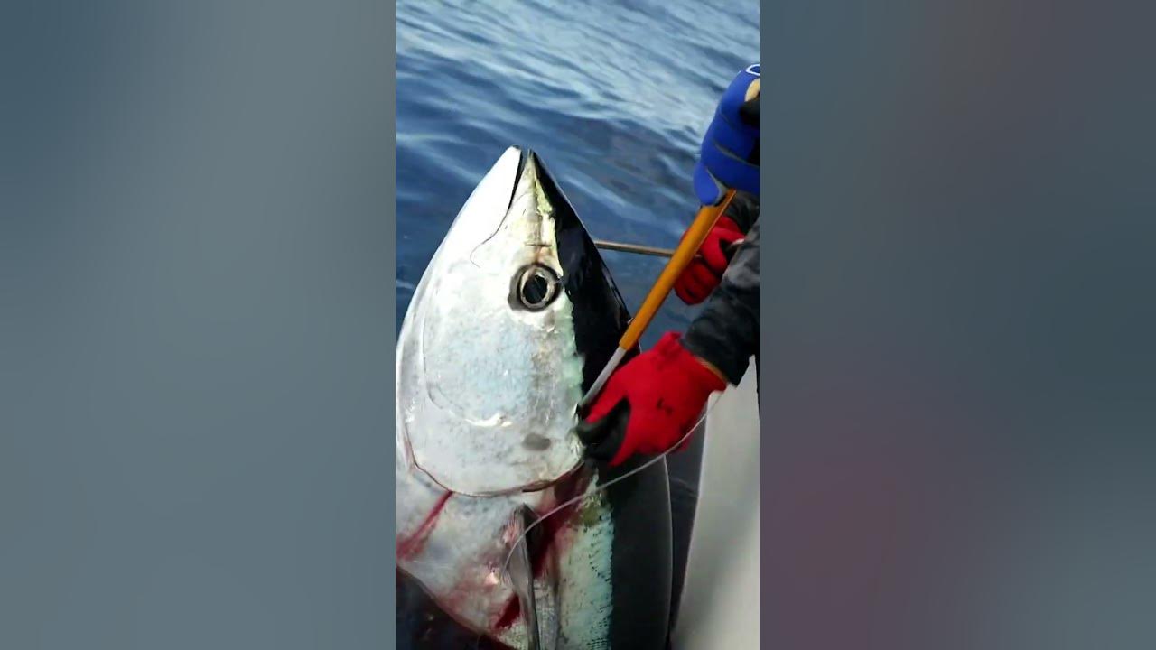 Using Hawaiian Trolling Techniques for Northeast Tuna - On The Water