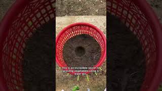 How to Grow Fresh Vegetables Using a Trash Bin