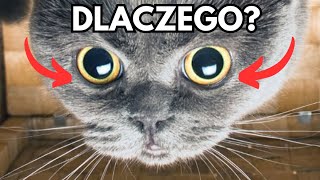 DLACZEGO TWÓJ KOT SIĘ NA CIEBIE PATRZY? by Kocie Sprawy 3,673 views 3 weeks ago 2 minutes, 9 seconds