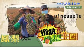 【搶救鳳梨王國】鳳梨栽種艱辛 直擊屏東產地採摘 八大民生新聞 2021041218