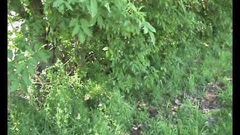 vlc record 2017 05 19 12h18m37s VTS 01 1 VOB