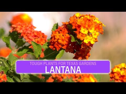 Tough Plants for