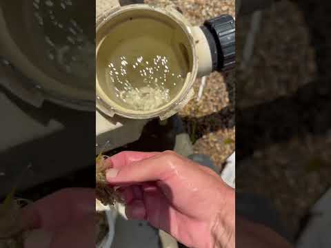 Unclog your Pool