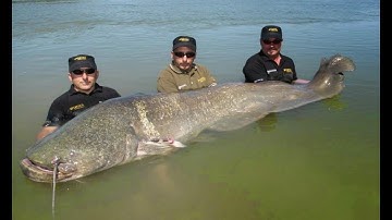 Team Sportex Fight Giant Catfish Record 2,55 mts X 117 kgs by Catfish World