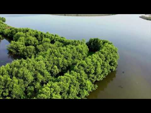 Video: Le mangrovie sono una creazione unica della natura