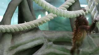 Baby Orangutan 4K No Music