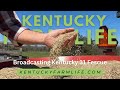 Broadcasting Kentucky 31 Fescue