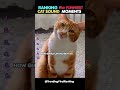 Ranking the Funniest Cat Sound Moments #ranking #shorts #funny #trending #cats #viralvideo