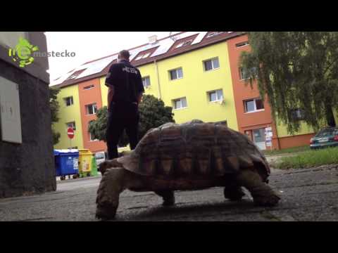Video: Jak Správně Zacházet S želvou Rudou
