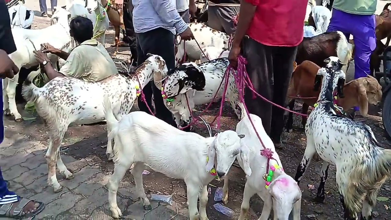 Kanpur bakra Mandi bakarganj Bakra  #kanpur #bakra #mandi 