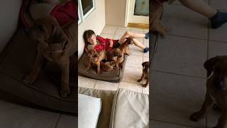 Ninja Hide | Rhodesian Ridgebacks