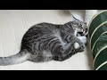 猫が魚を仕留めたら(飽きたら)即終了の生配信