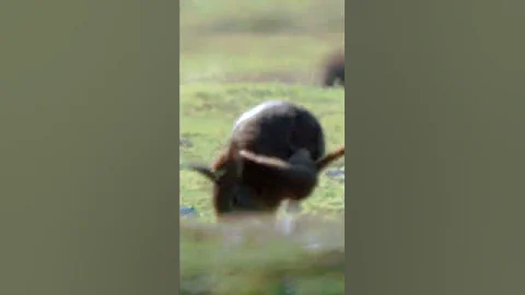 Stoat kills rabbit ten times its size