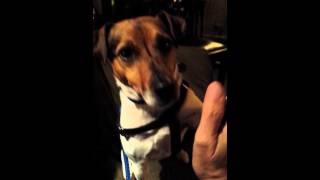 Jack Russell High Five