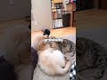 cat﹠dog became best friends 💗