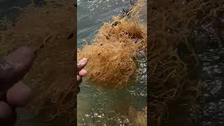 IMG 0264