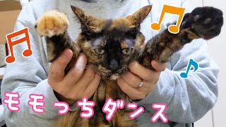 パパとダンスを披露するサビ猫モモちゃん