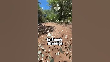 Thousands of Butterflies in One Place | Here’s Why!
