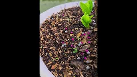 Hướng dẫn cắt tỉa cành cẩm tú cầu nhiệt đới phú quốc cho hoa đồng loạt đón tết