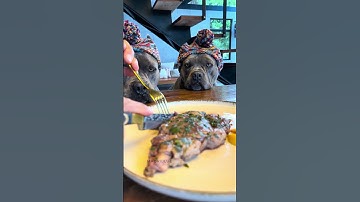 Steak de Ancho com Hortelã e Manga 🐾 #americanbully